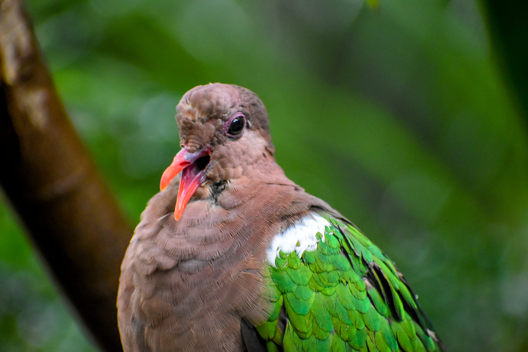 Pacific Emerald Dove