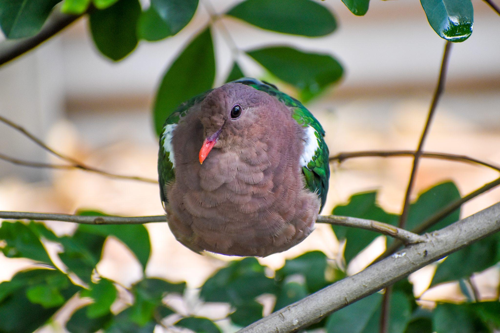 Pacific Emerald Dove