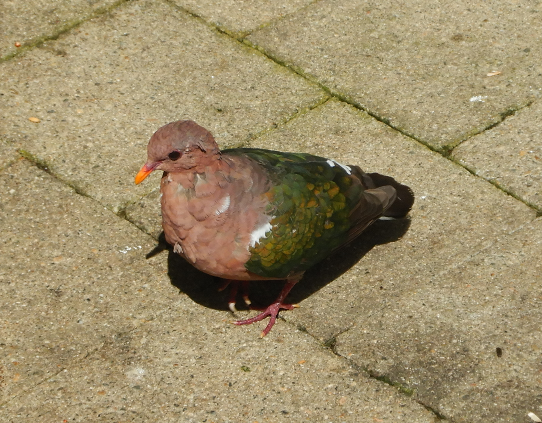Pacific Emerald Dove