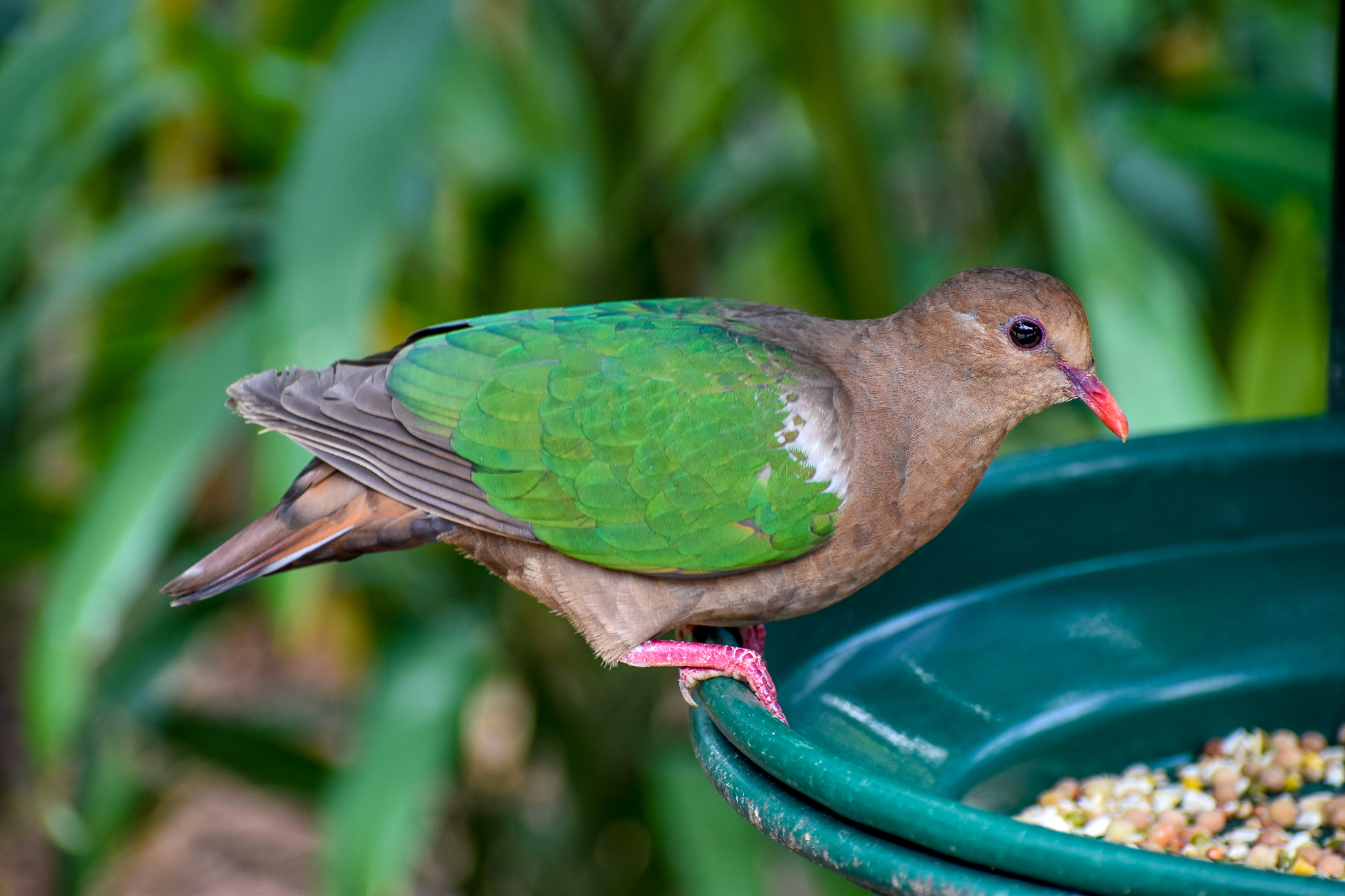 Pacific Emerald Dove