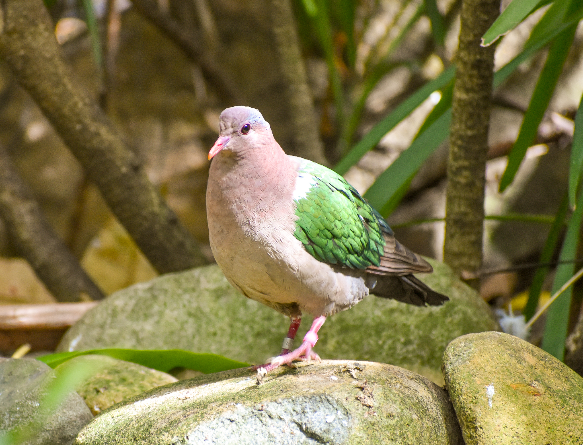 Pacific Emerald Dove