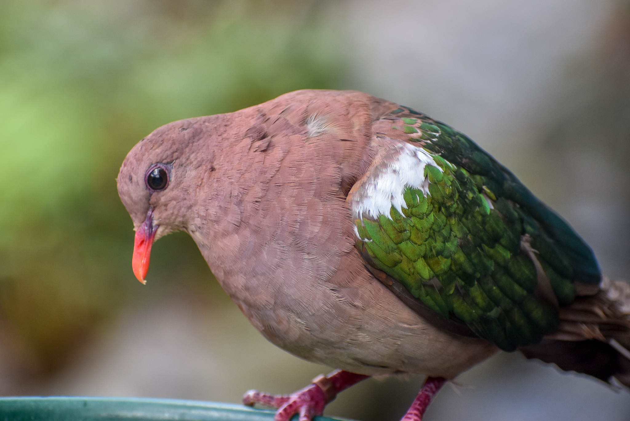 Pacific Emerald Dove