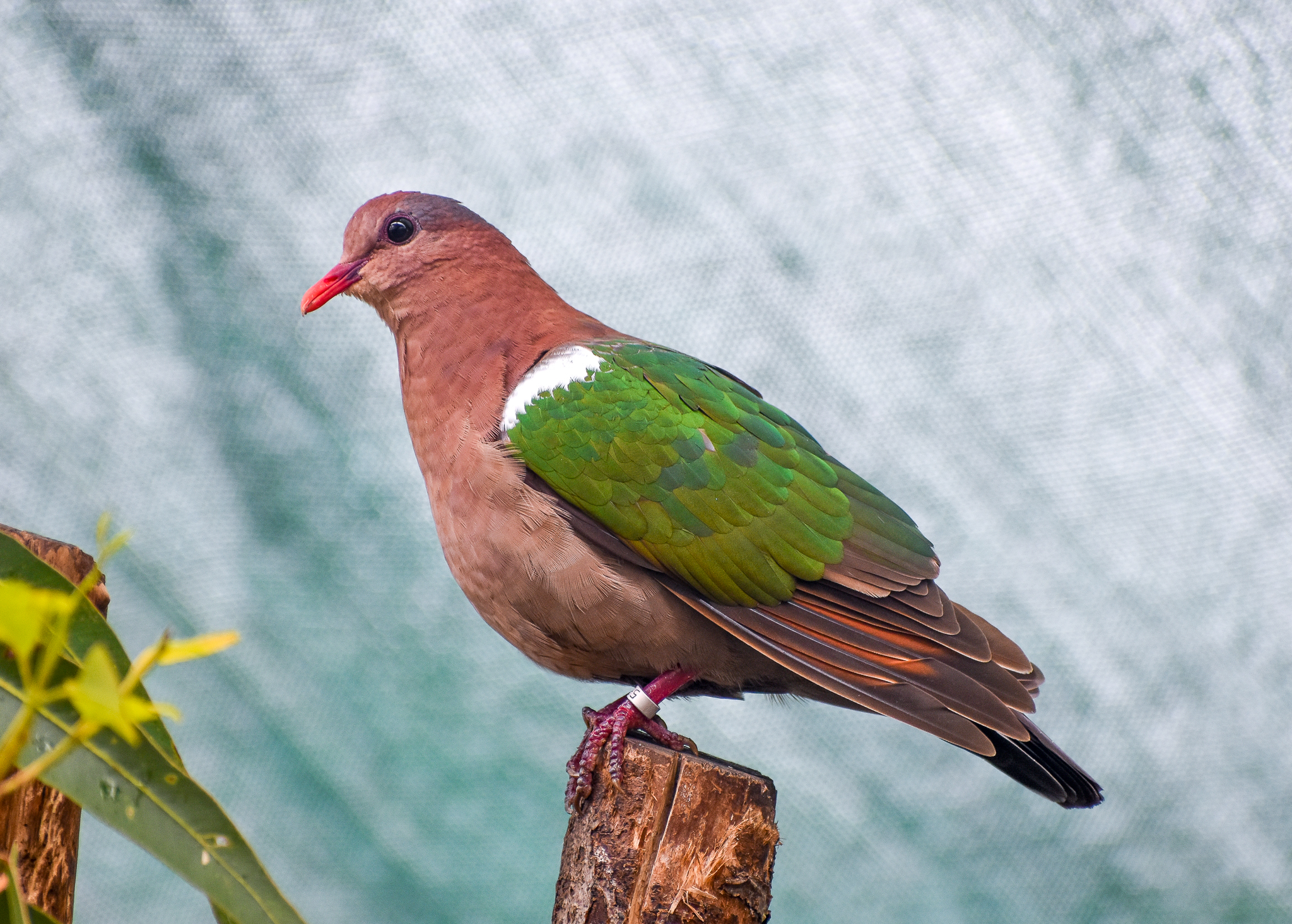 Pacific Emerald Dove