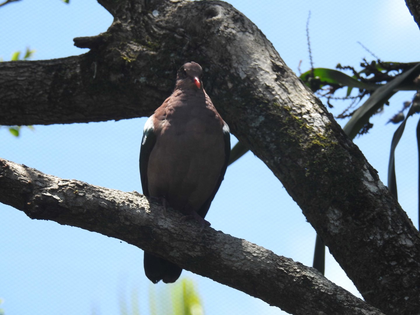 Pacific Emerald-Dove
