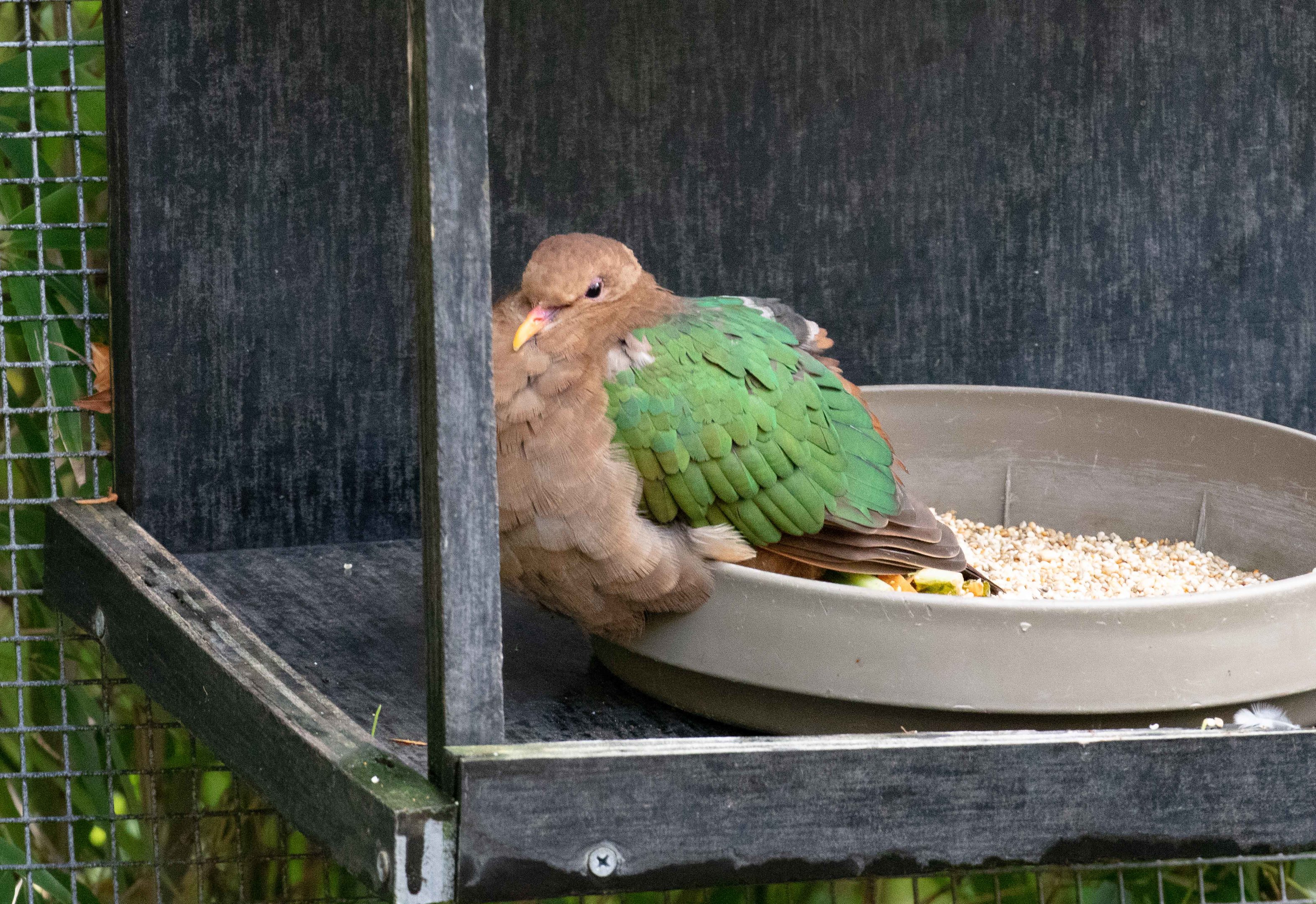 Pacific Emerald Dove
