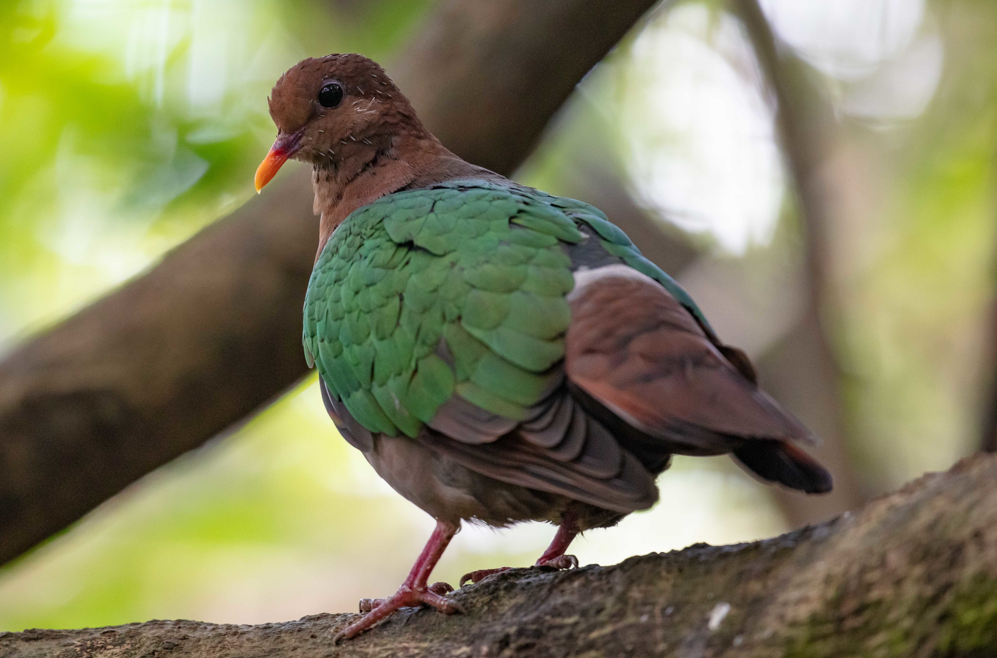 Pacific Emerald Dove