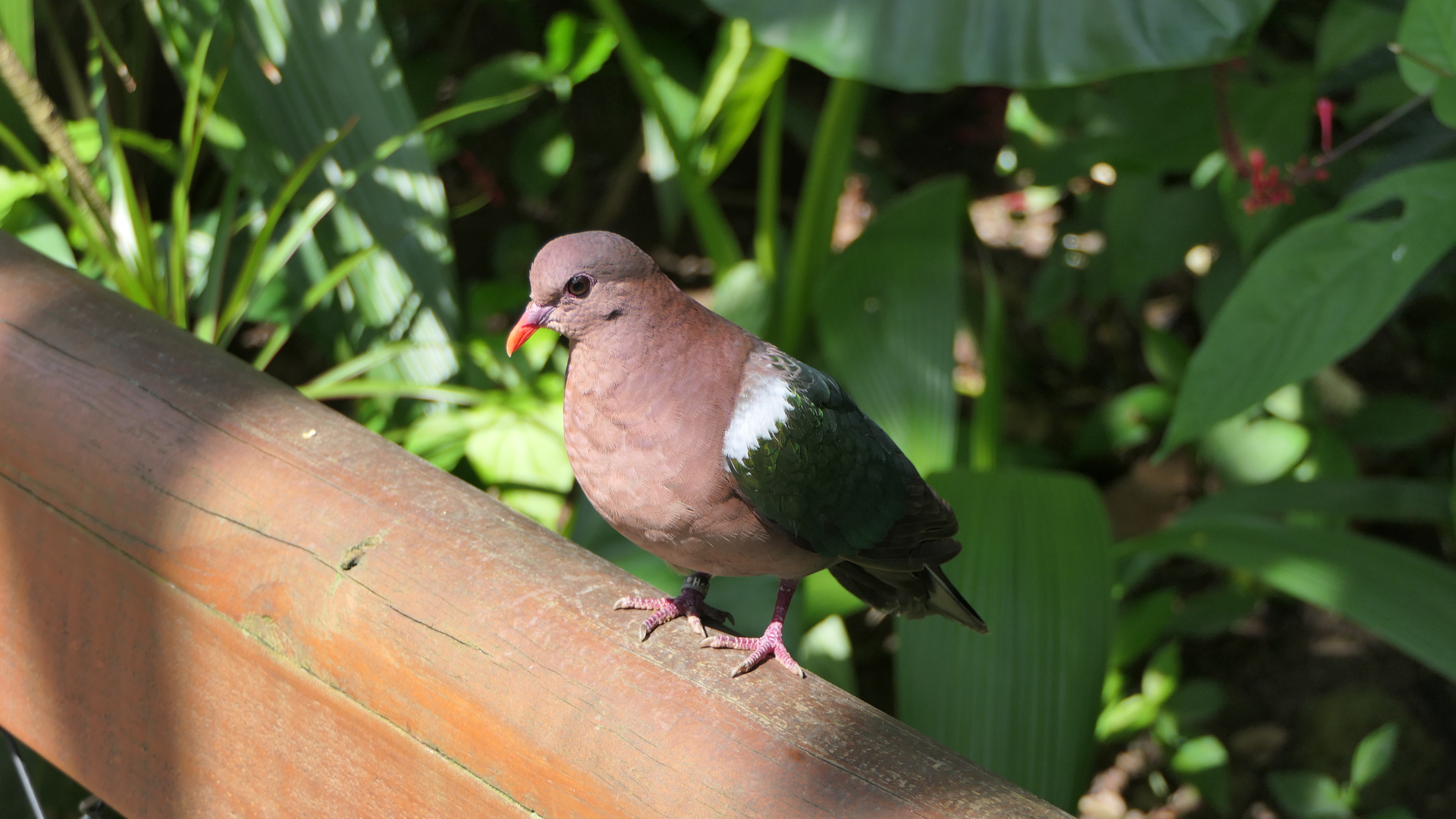 Pacific Emerald-Dove