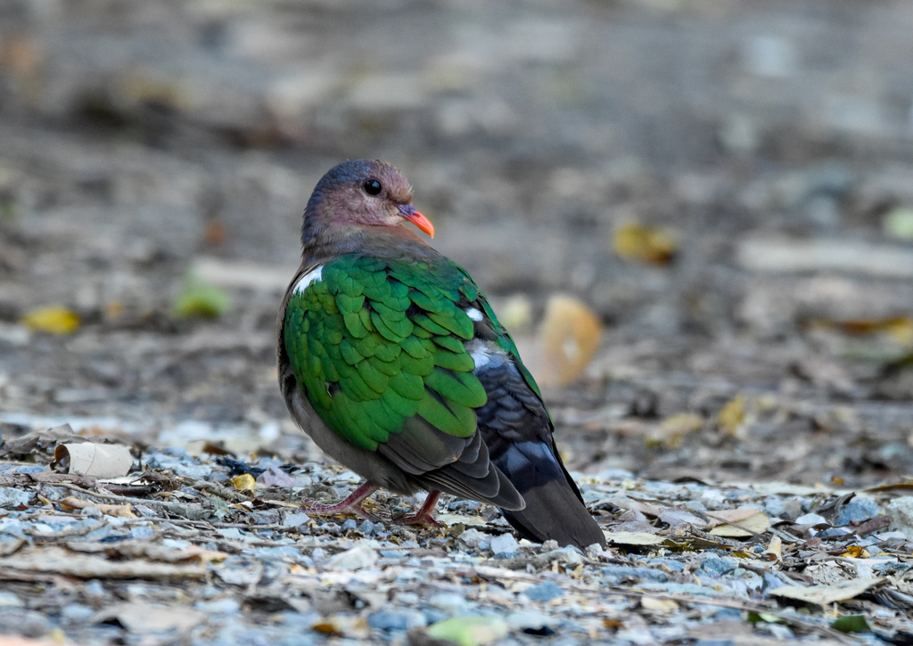 Pacific Emerald Dove