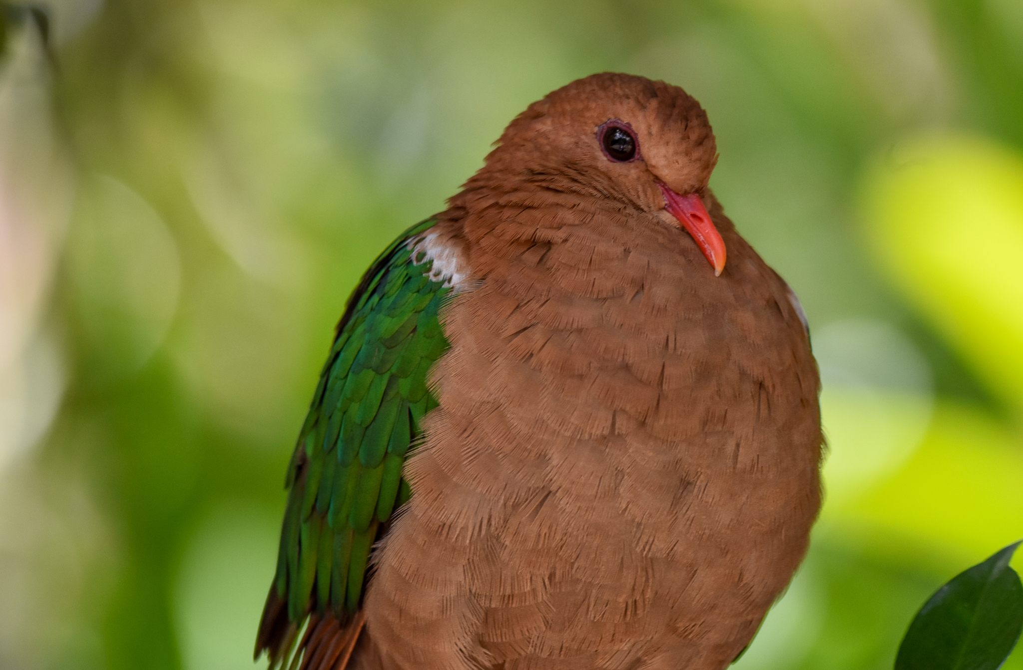 Pacific Emerald Dove