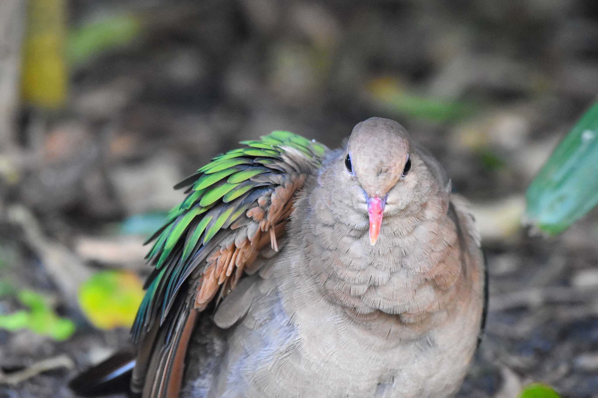 Pacific Emerald Dove