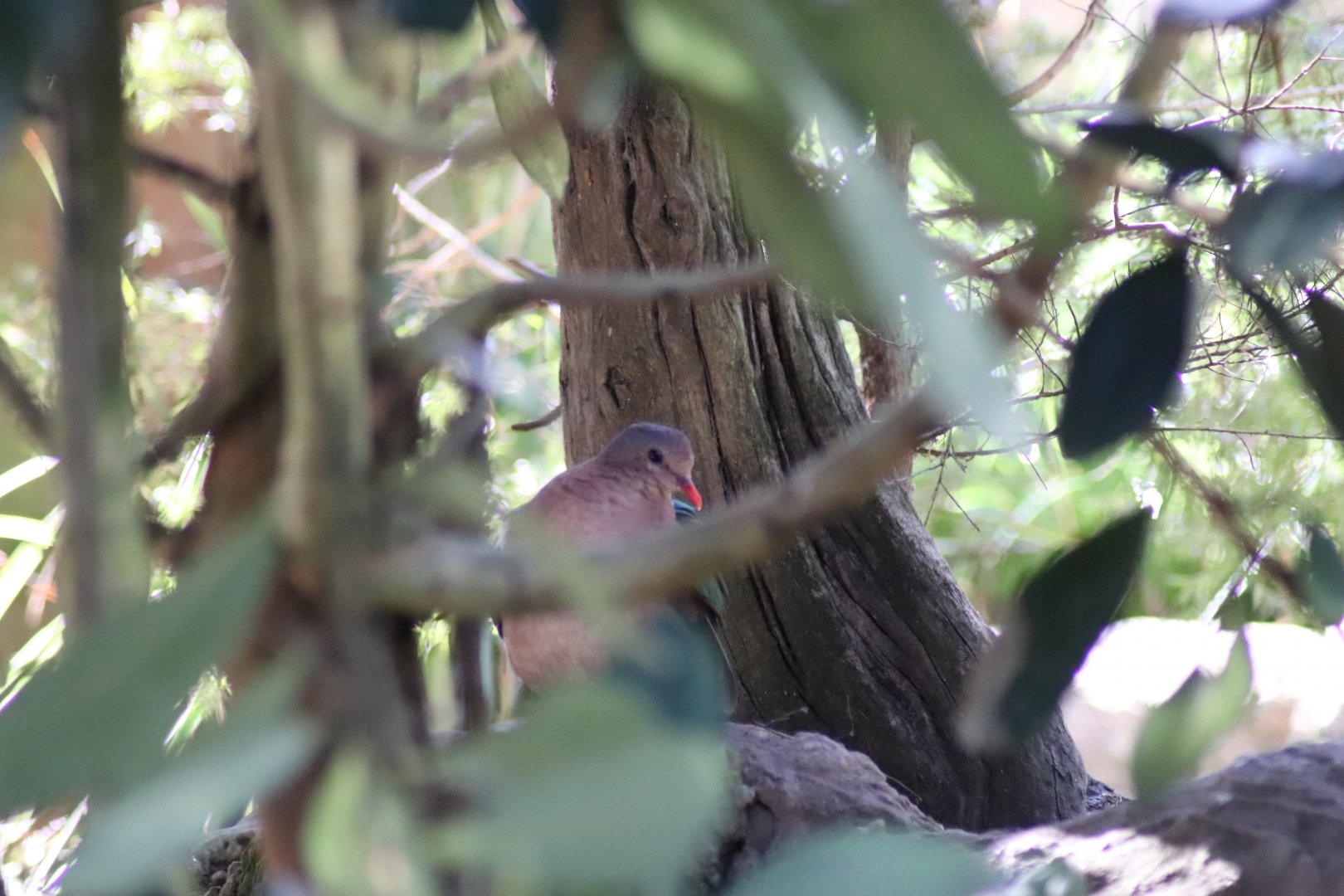 Pacific Emerald Dove