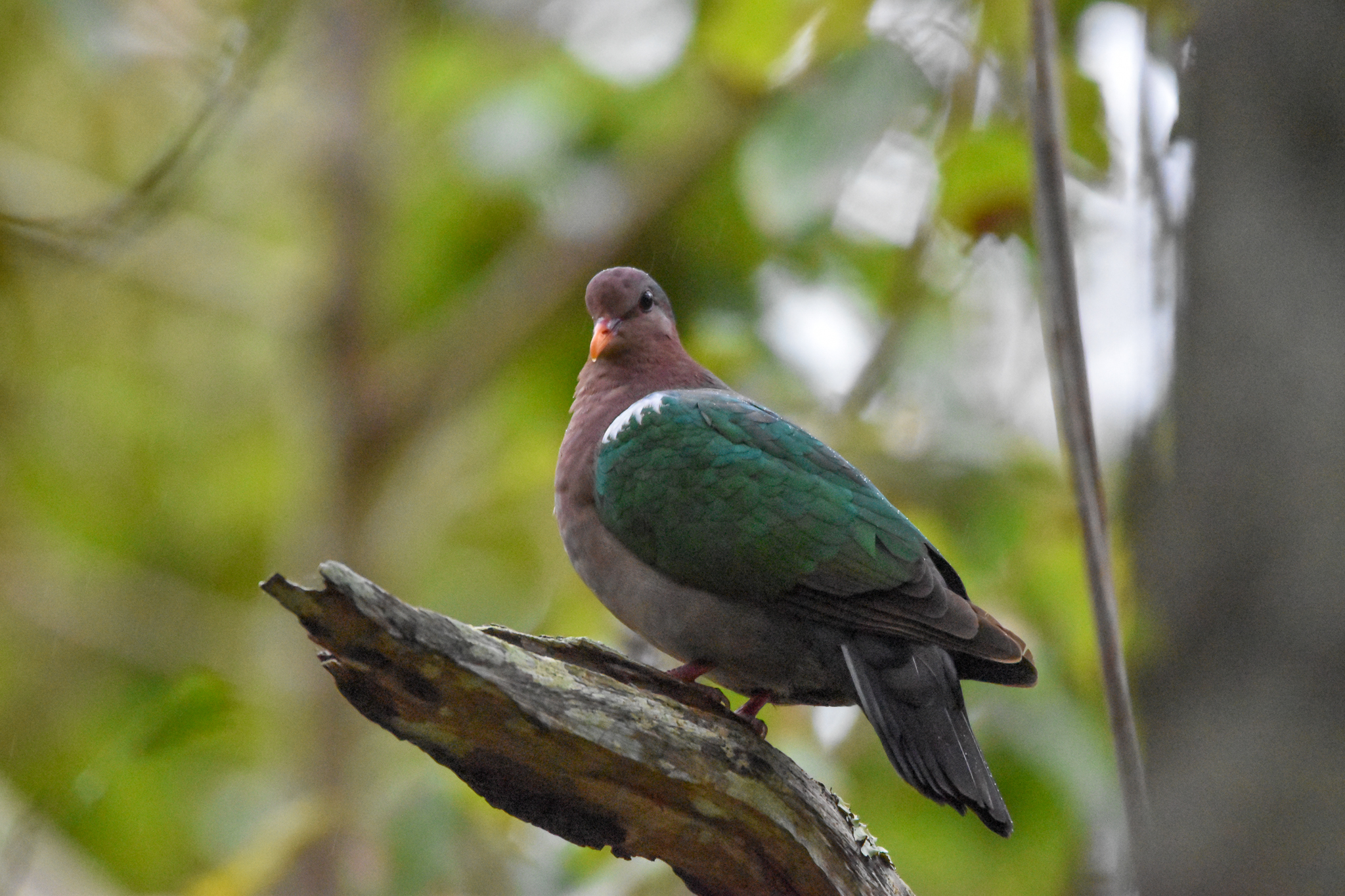Pacific Emerald Dove