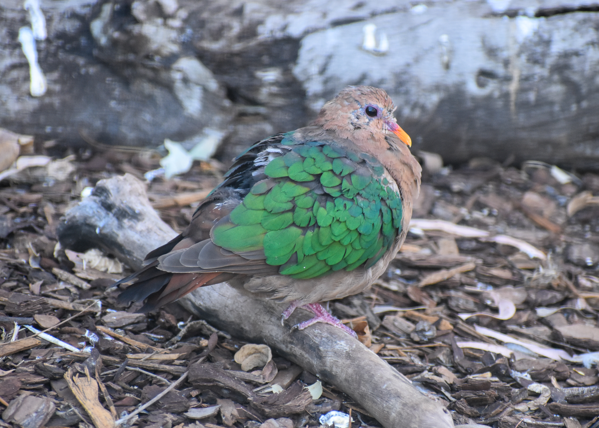 Pacific Emerald Dove