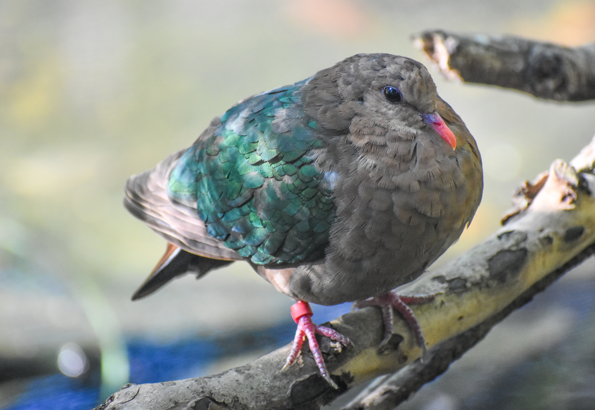 Pacific Emerald-Dove