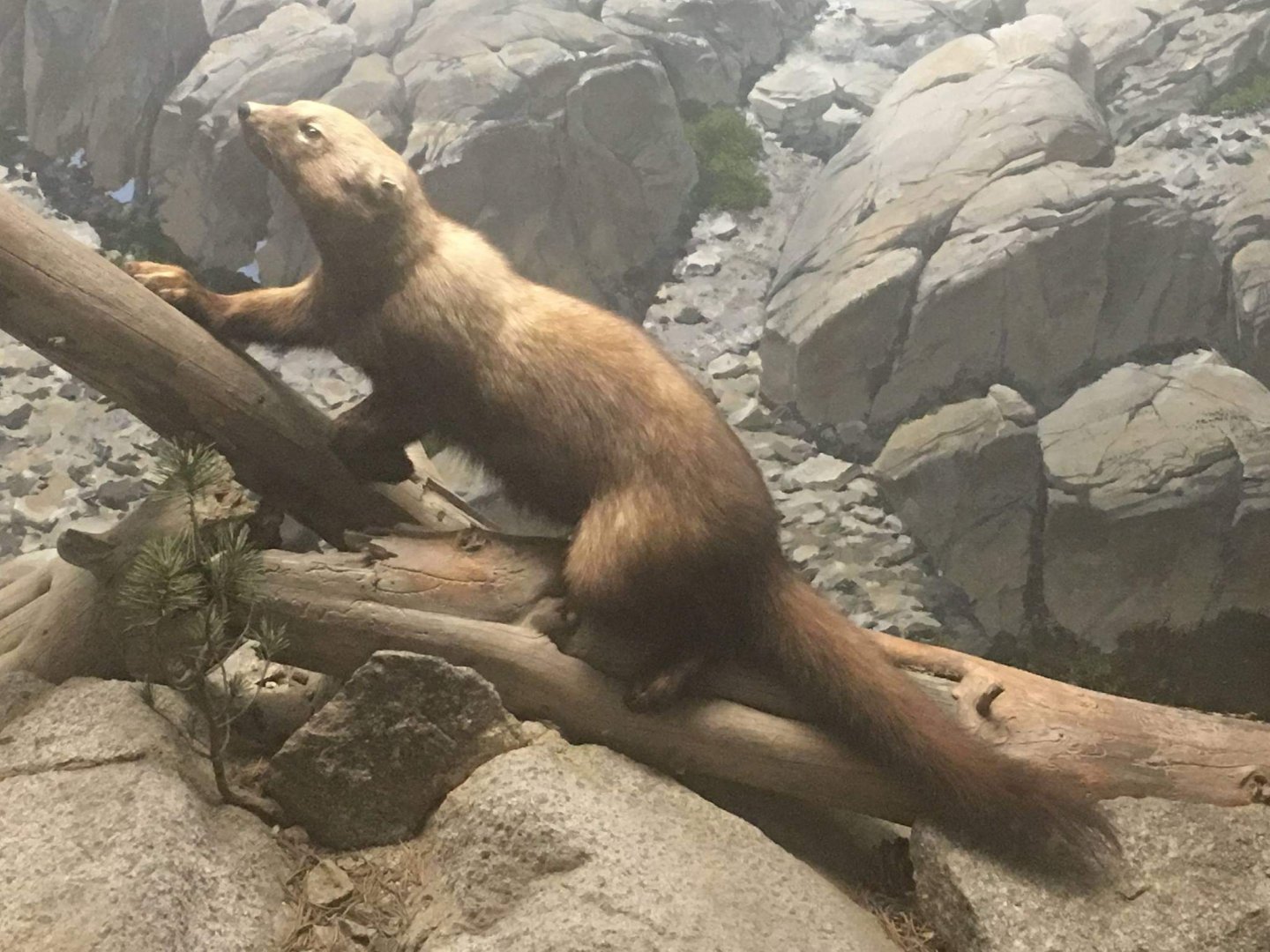 Pacific fisher (Martes pennanti pacifica)