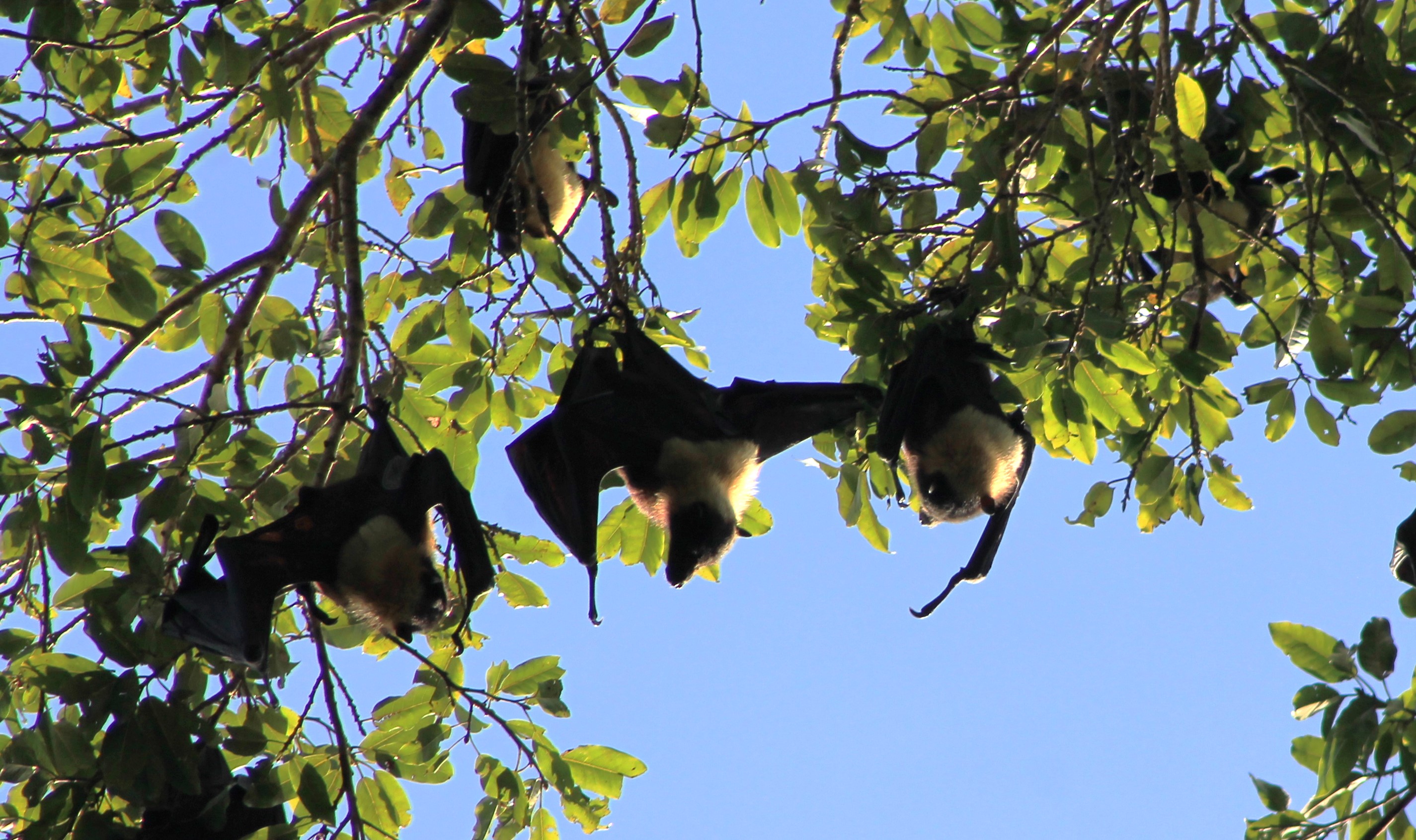 Pacific Flying Foxes (Pteropus tonganus geddiei)