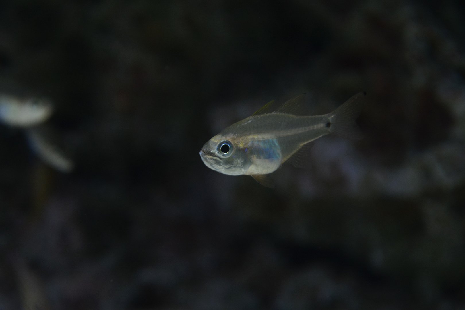 Pacific fragile cardinalfish (Zoramia viridiventer)