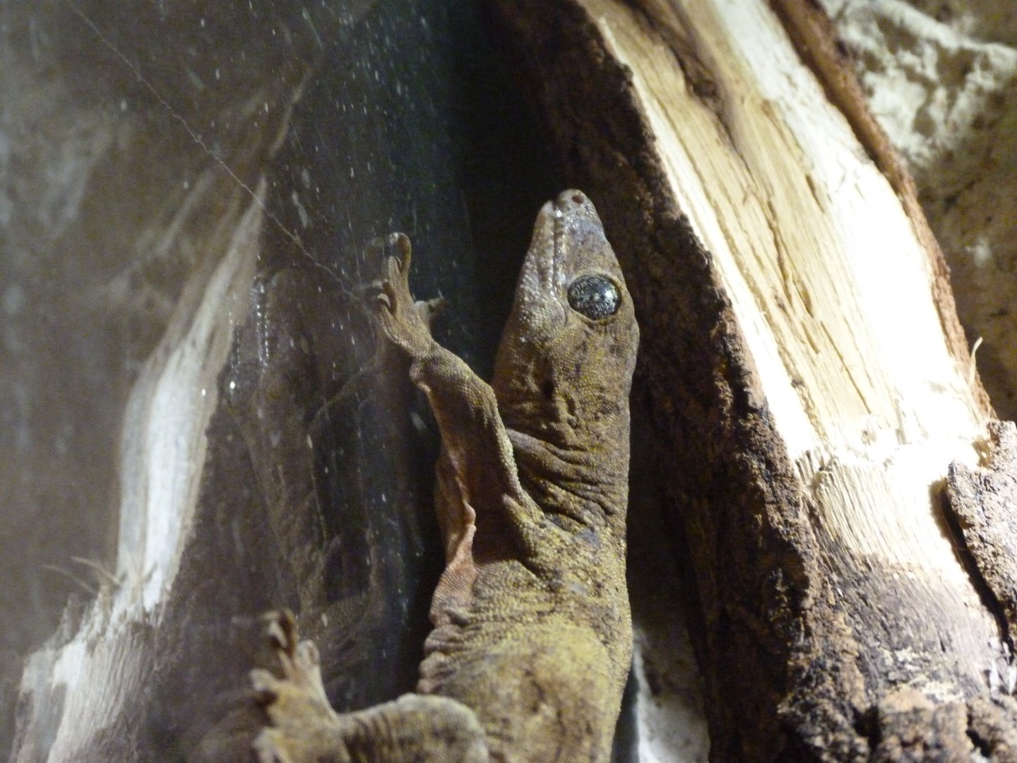 Pacific giant gecko -Zoo Plzeň (2025)