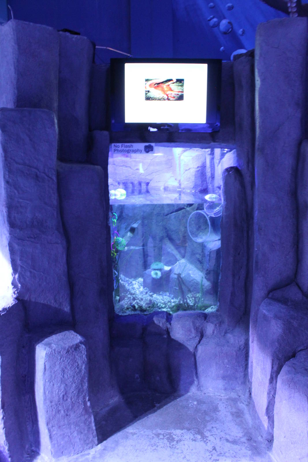 Pacific Giant Octopus Exhibit