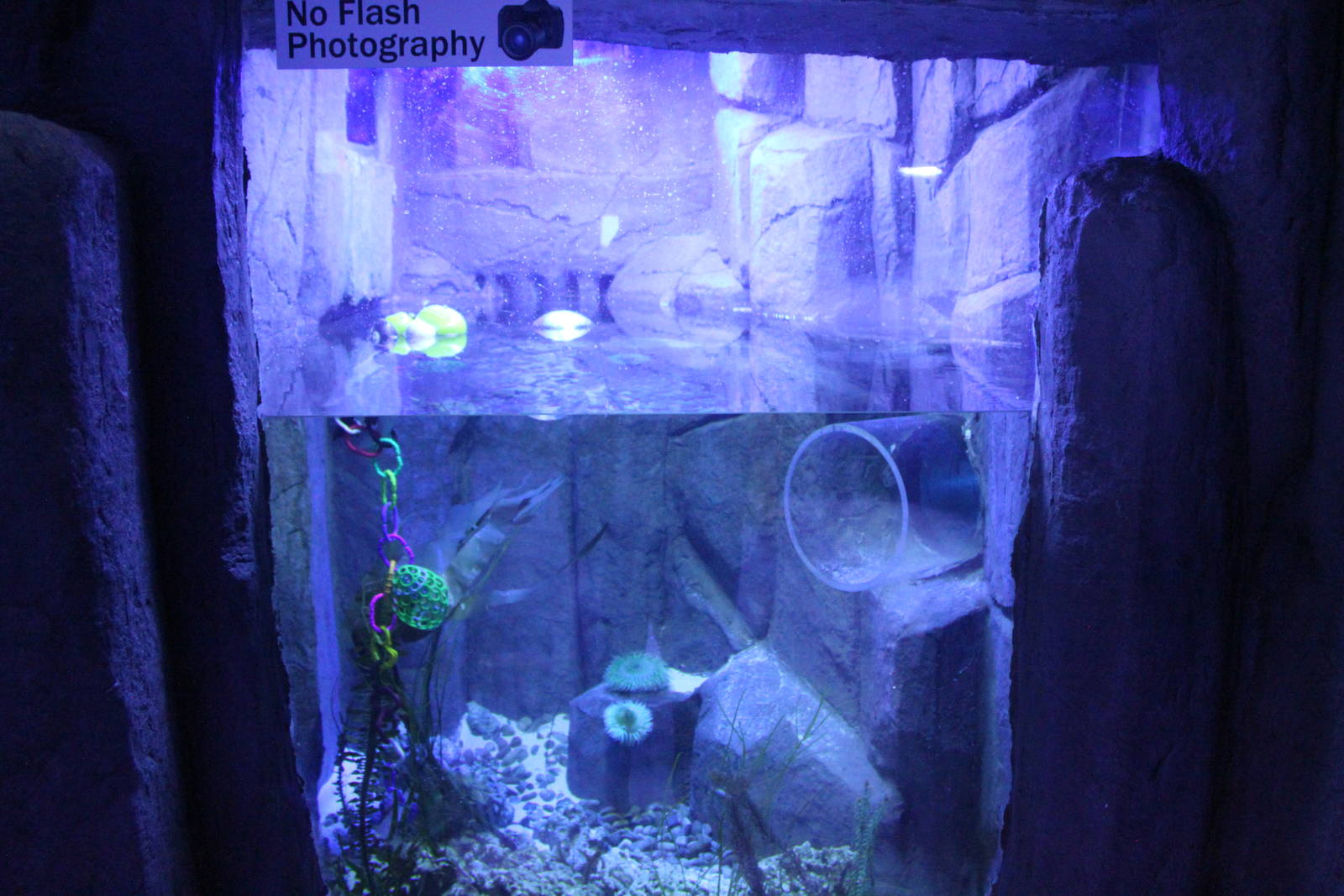 Pacific Giant Octopus Exhibit