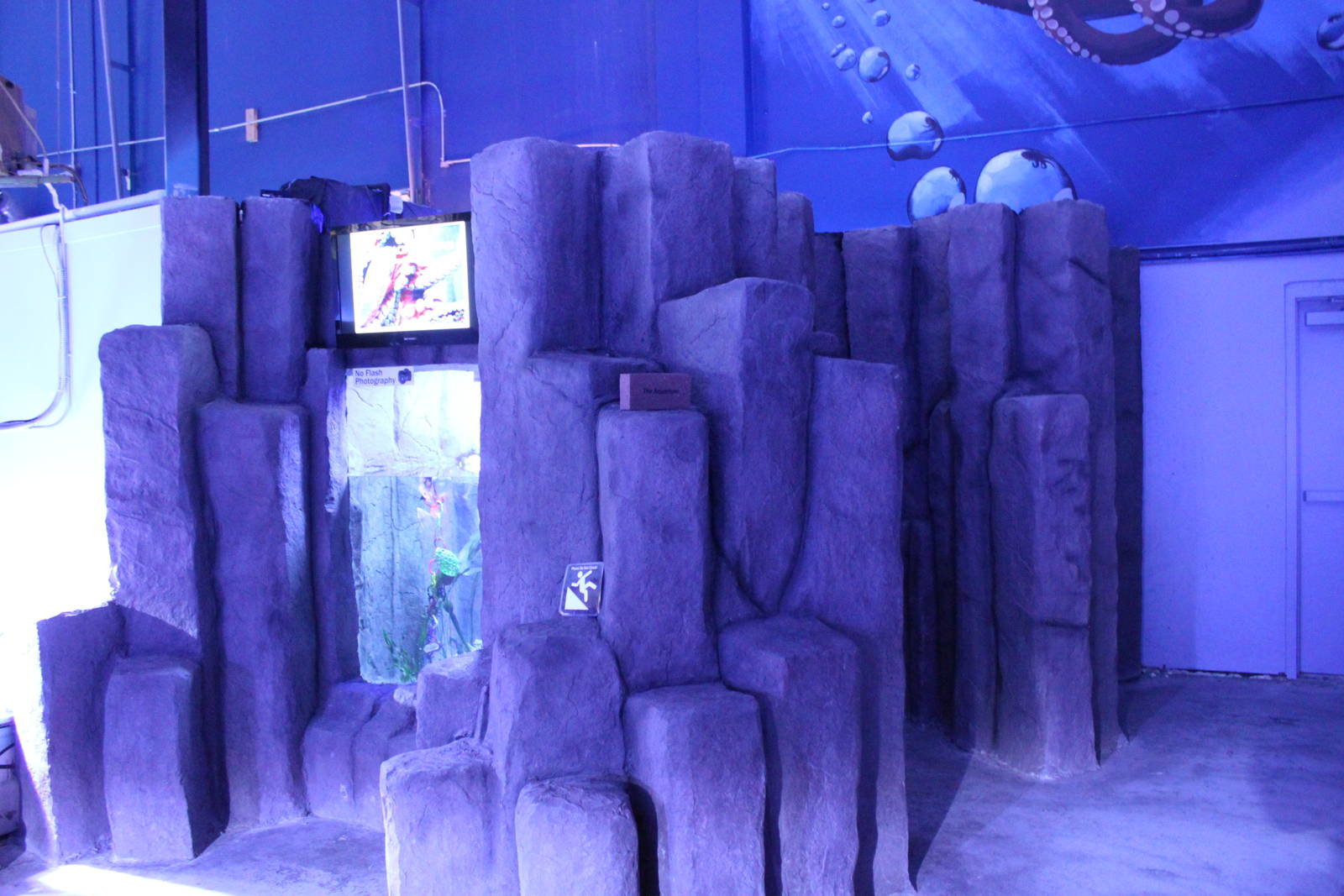 Pacific Giant Octopus Exhibit