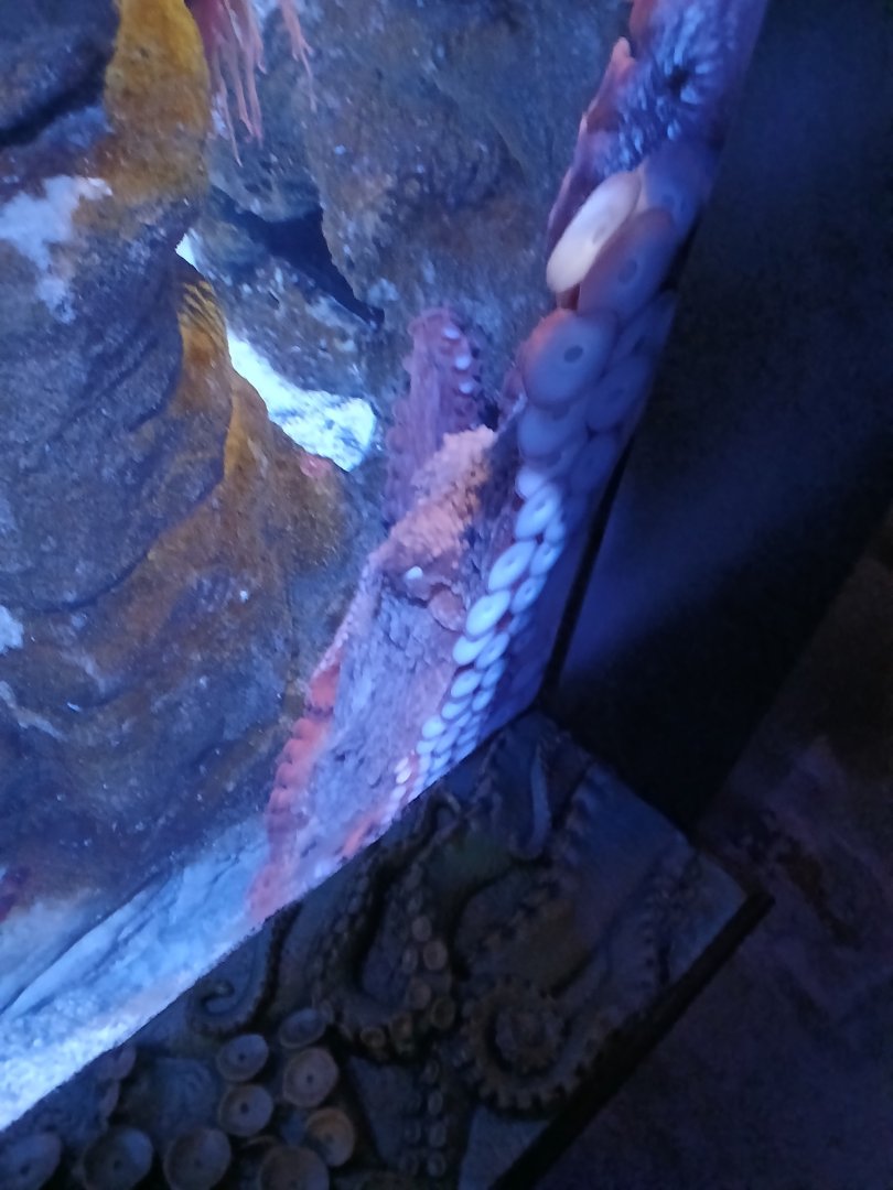 Pacific Giant Octopus - Seen Jan 29 2025