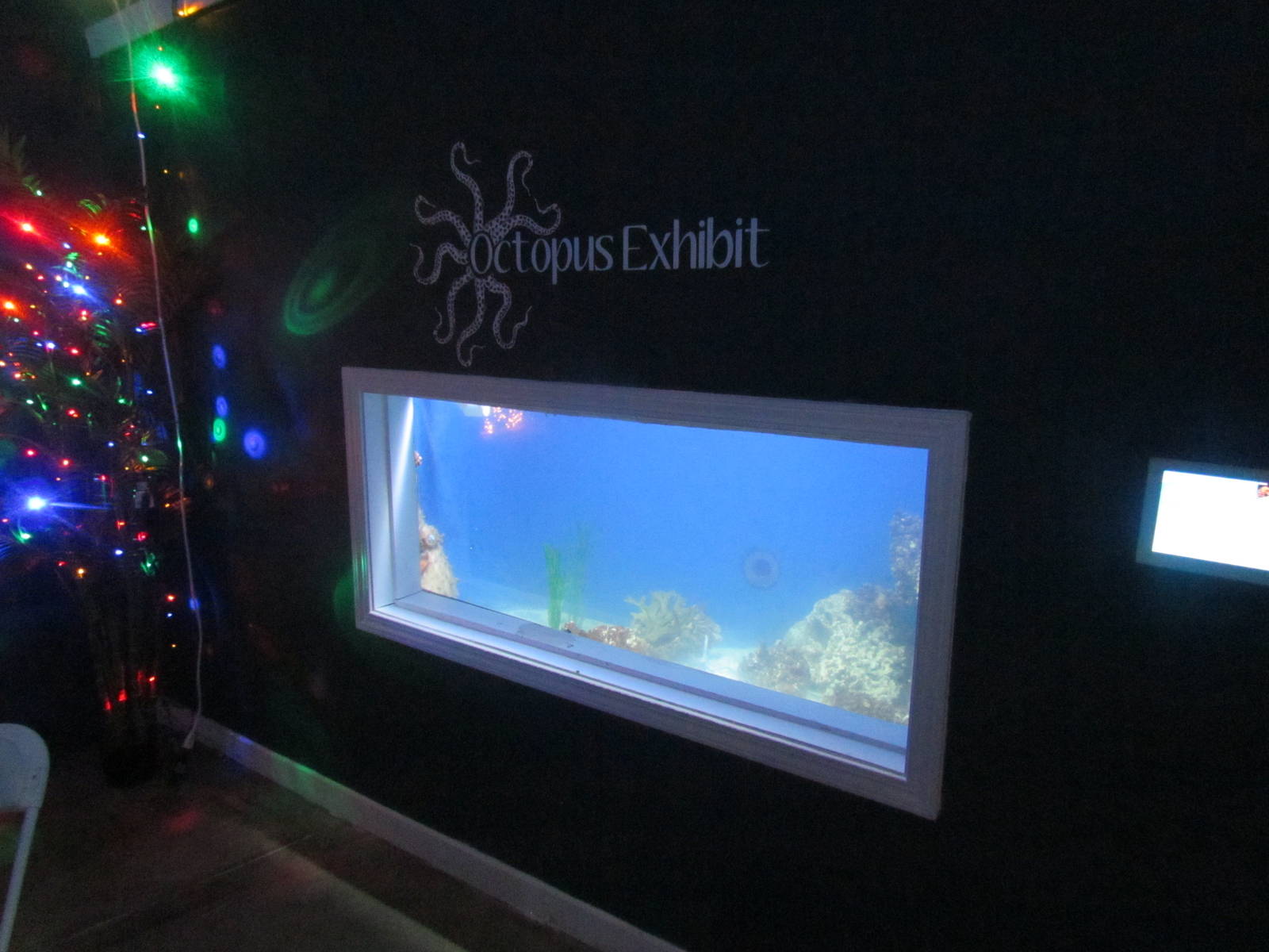 Pacific Giant Octopus Tank