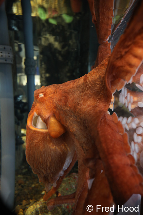 Pacific giant octopus