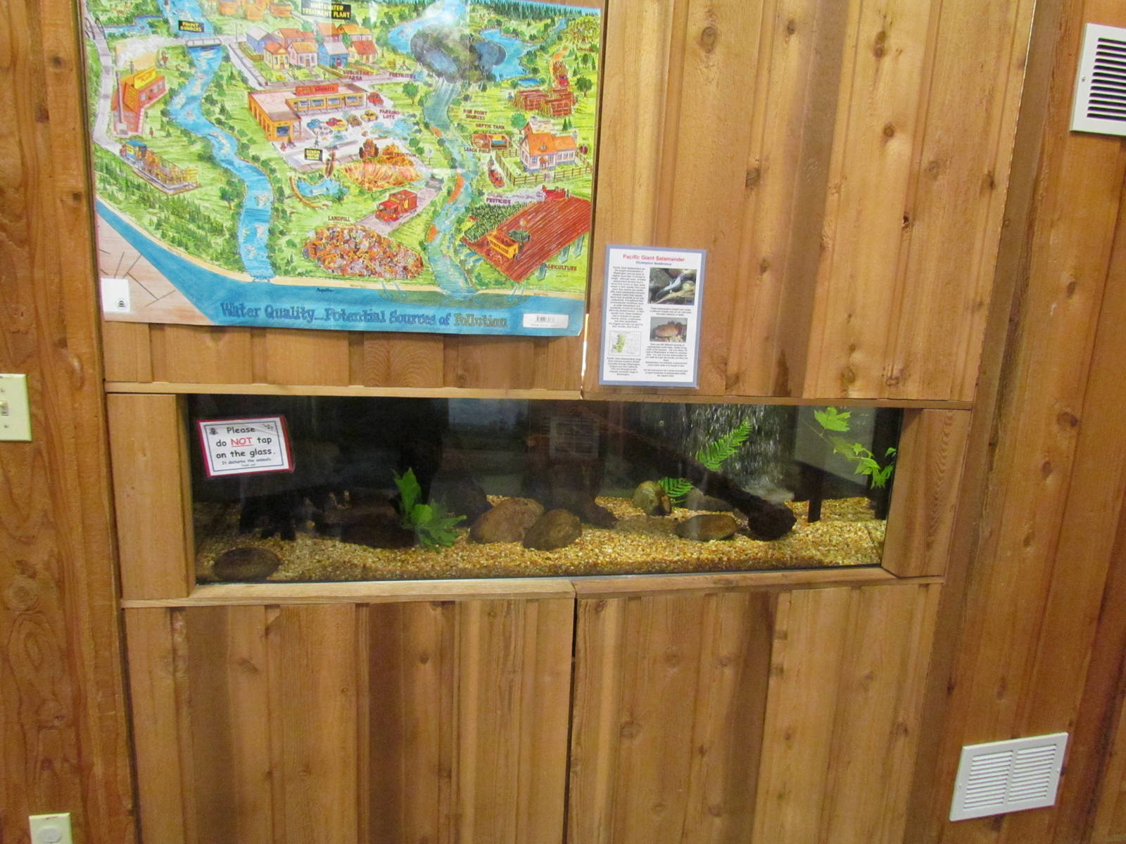 Pacific Giant Salamander