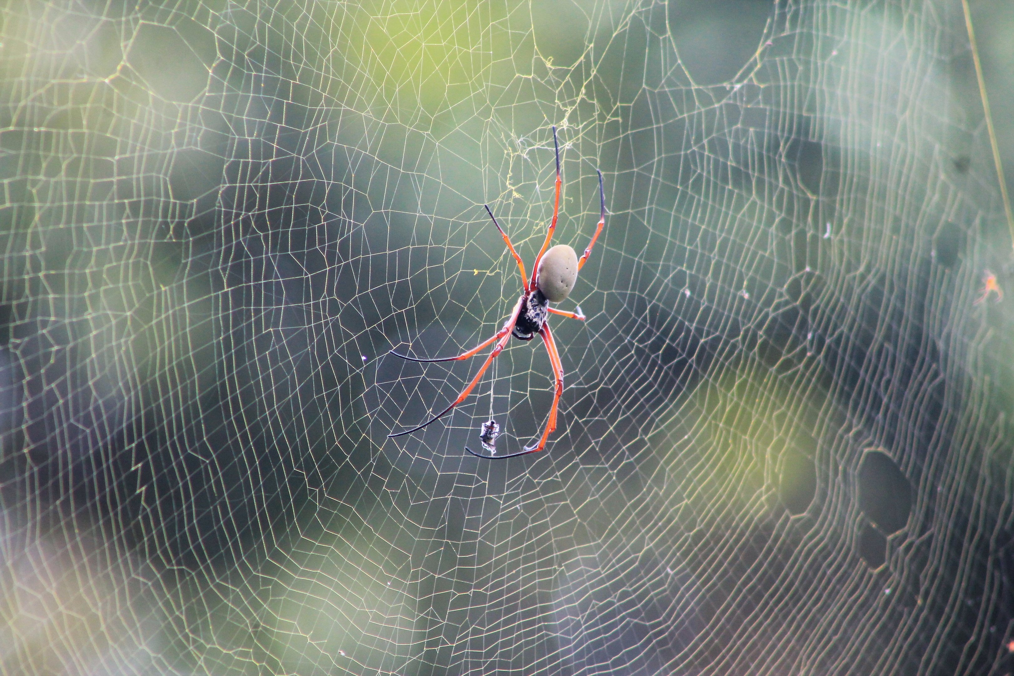 Pacific Golden Orb-Weaver (Trichonephila [Nephila] plumipes)