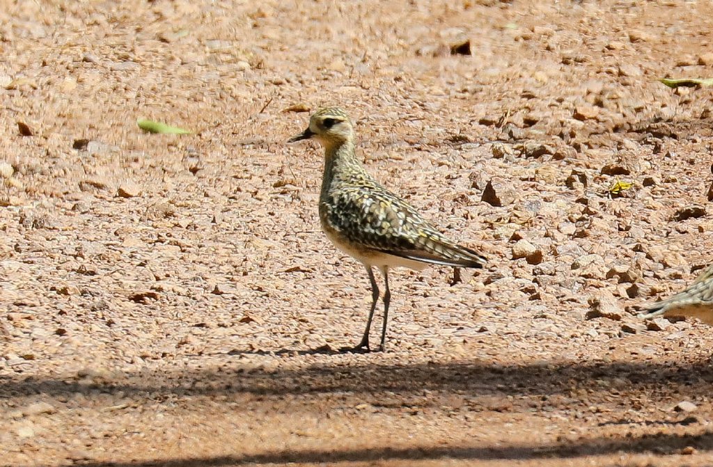 Pacific Golden Ploaver