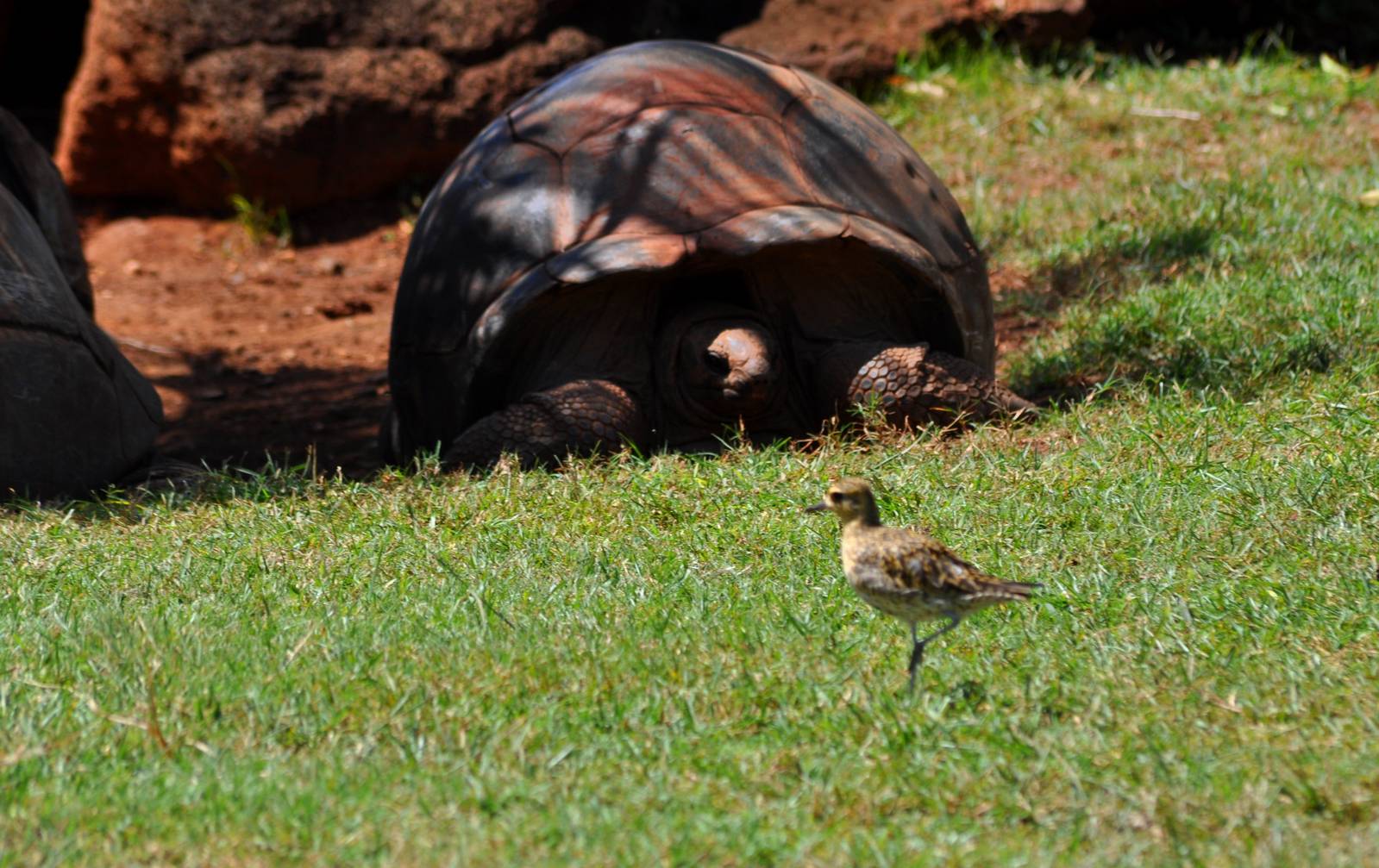 Pacific Golden Plover and Aldabra Giant Tortoise