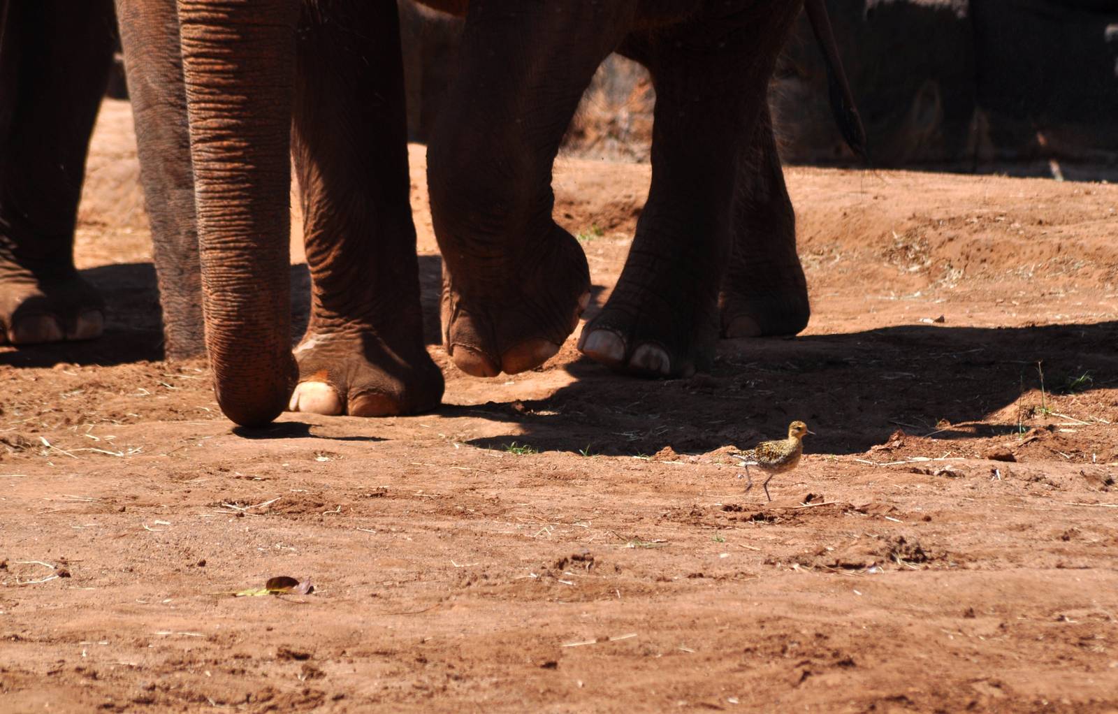 Pacific Golden Plover and Asian Elephants