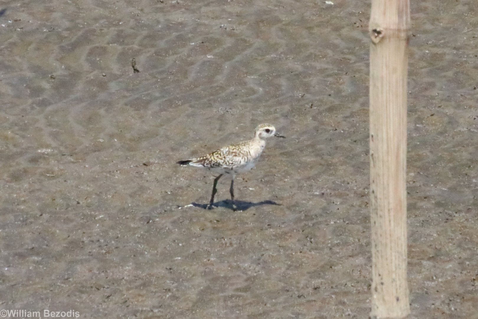 Pacific Golden Plover - Bang Poo