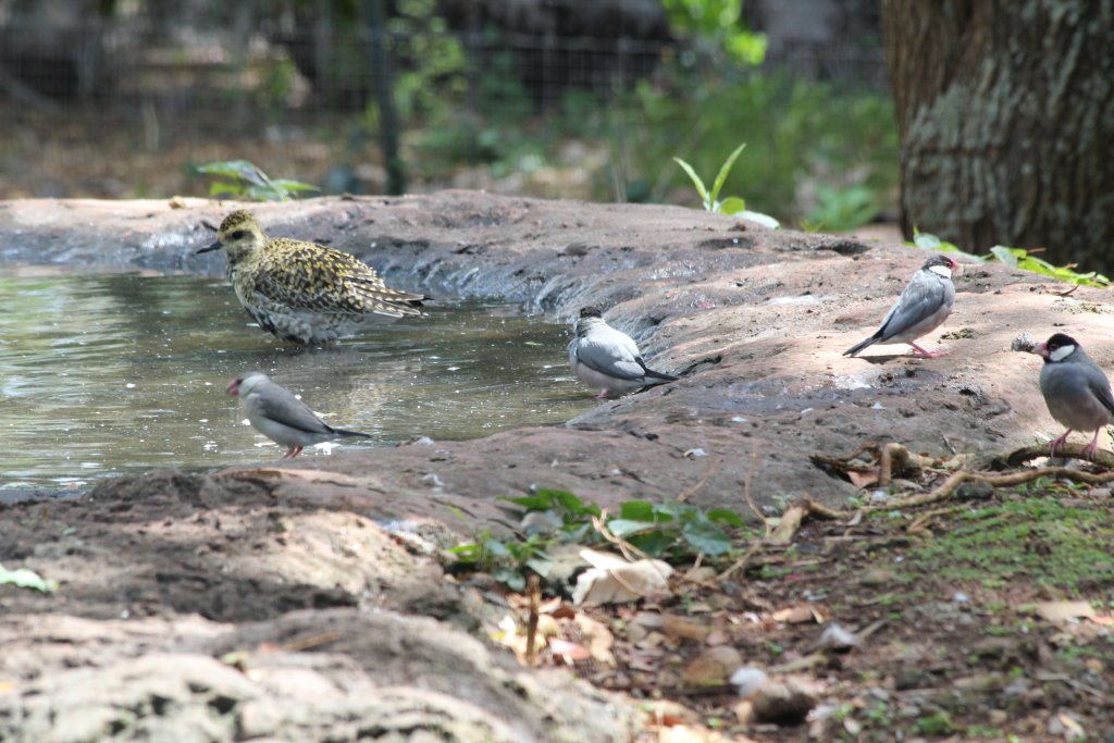 Pacific Golden Plover female and Java Sparrows (wild)