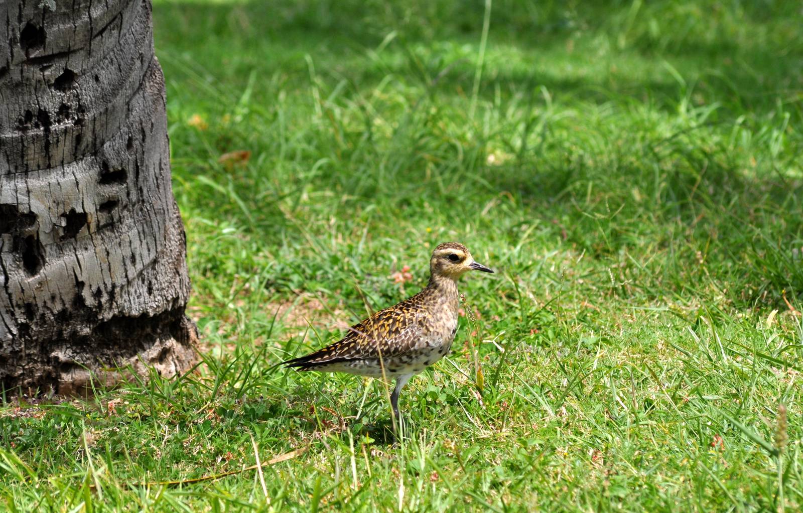 Pacific Golden Plover on Aquarium Grounds.