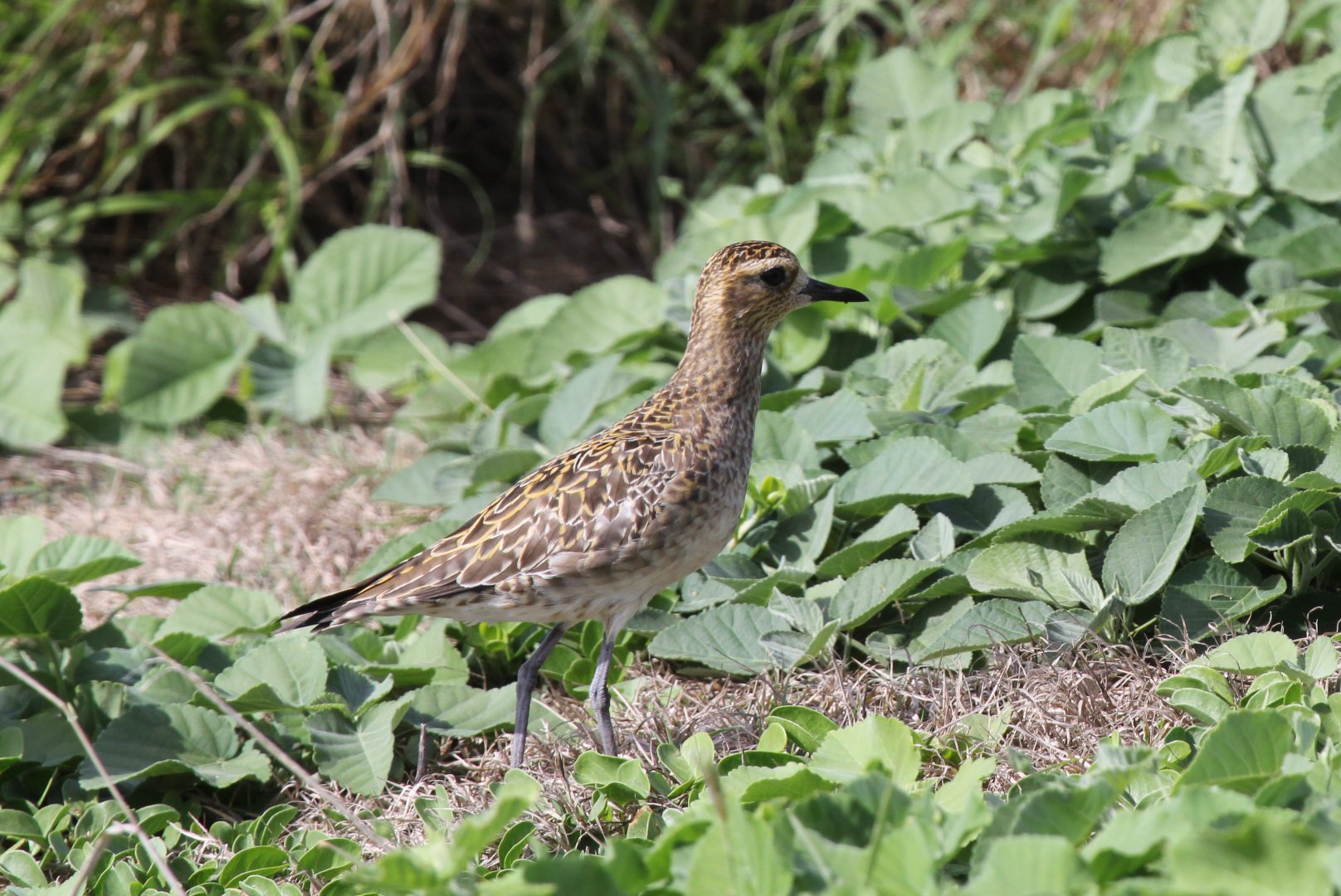 Pacific Golden Plover (Pluvialis fula)