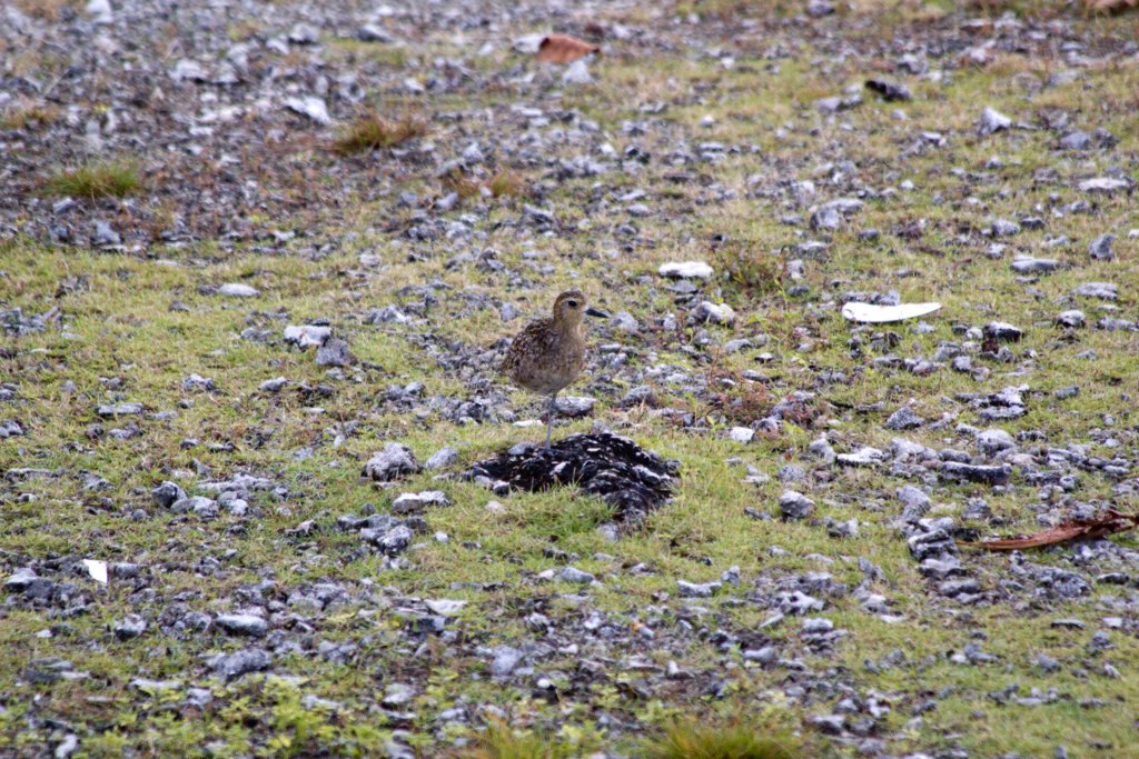 Pacific Golden Plover (Pluvialis fulva)