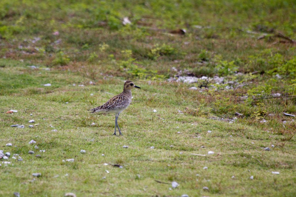 Pacific Golden Plover (Pluvialis fulva)
