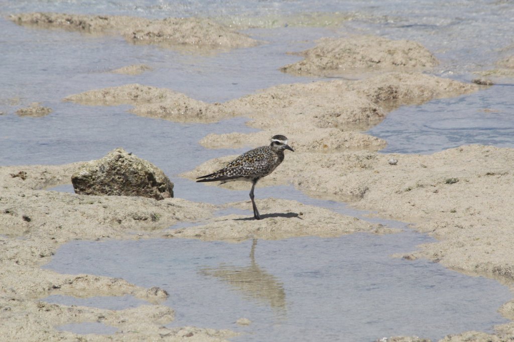 Pacific Golden Plover (Pluvialis fulva)