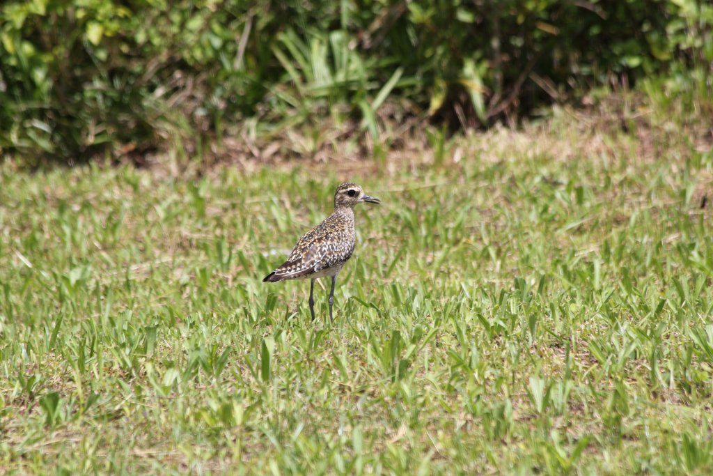 Pacific Golden Plover