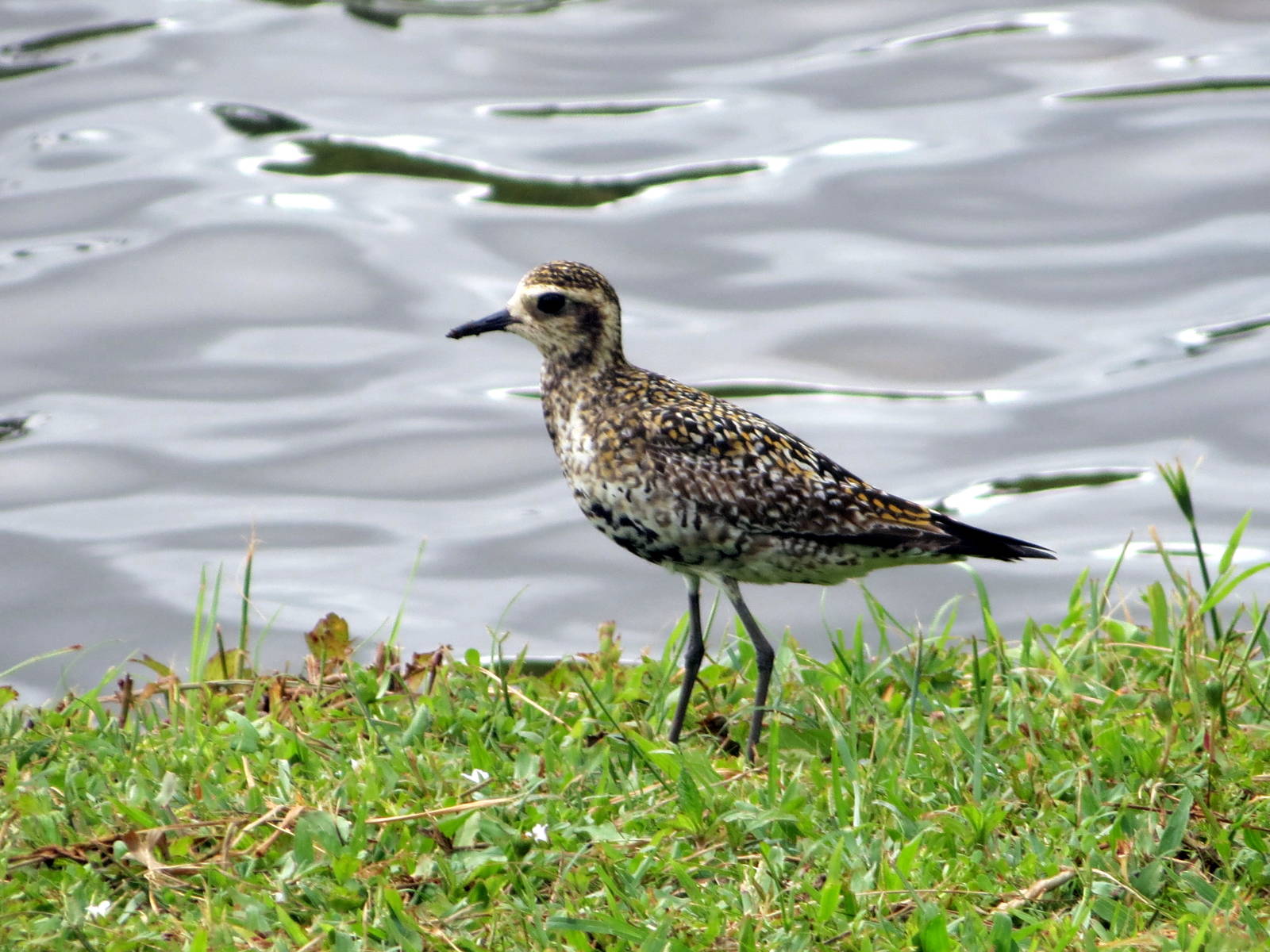 Pacific Golden-plover