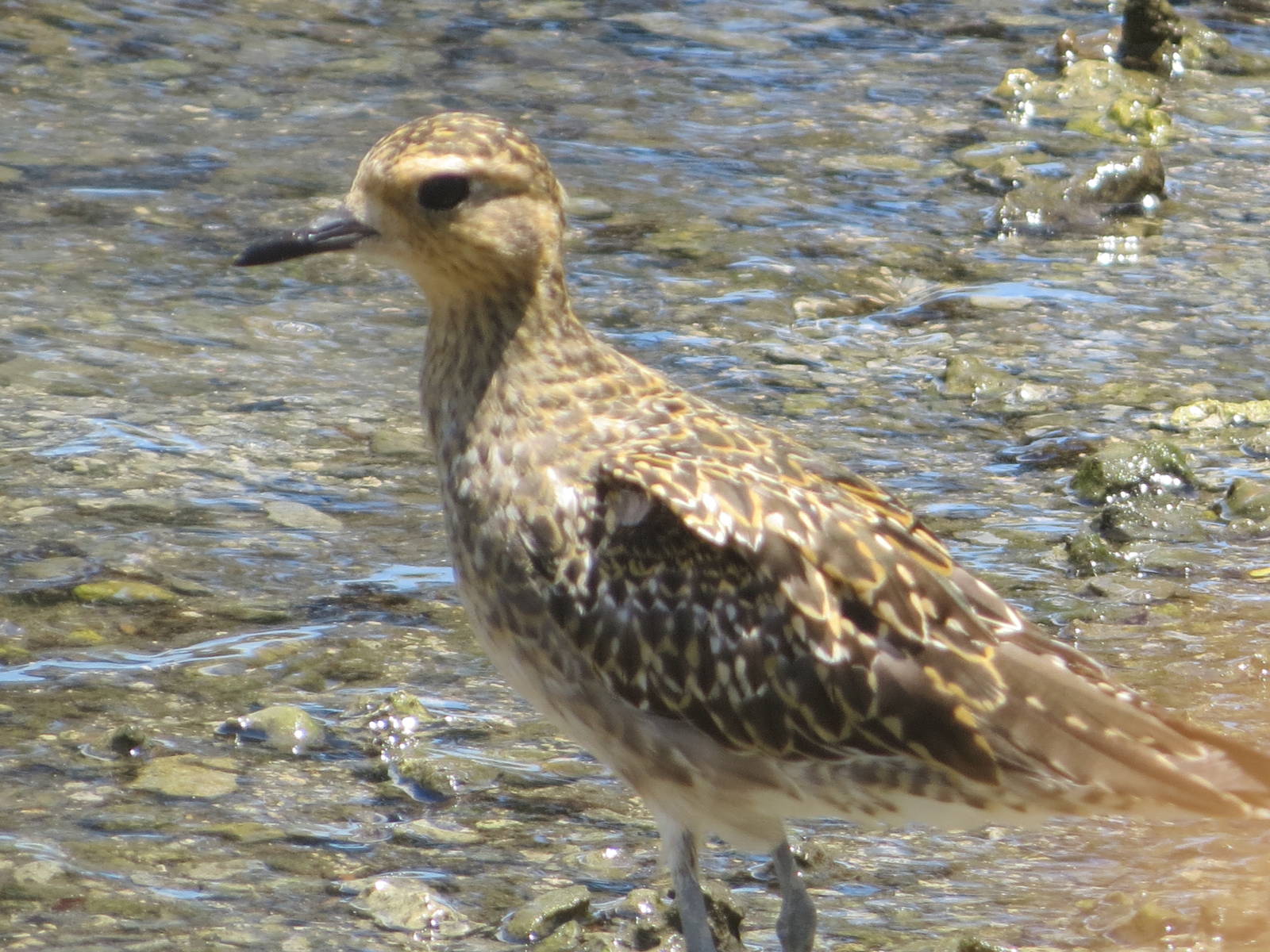 Pacific Golden-plover