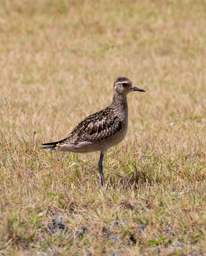 Pacific Golden Plover