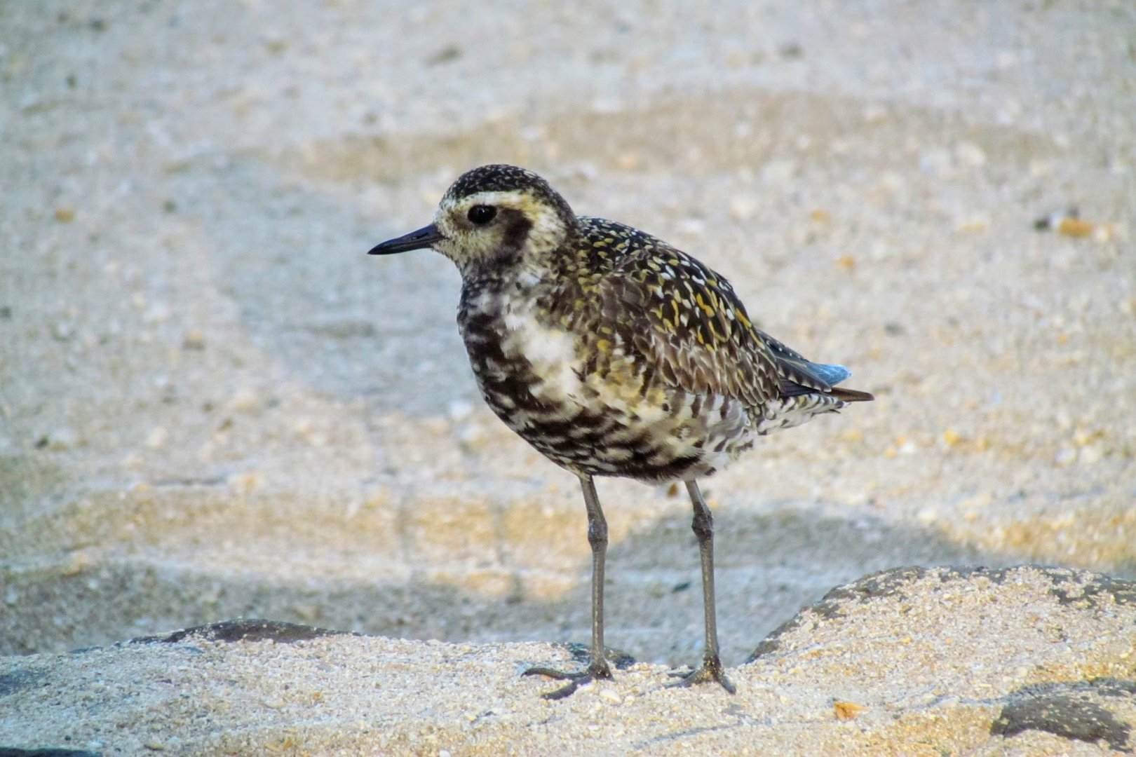 Pacific Golden Plover