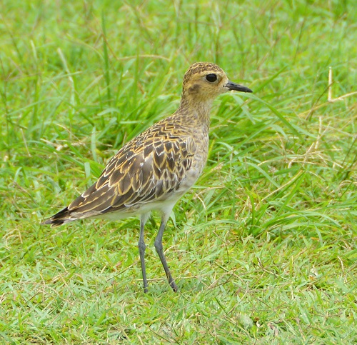 Pacific golden plover
