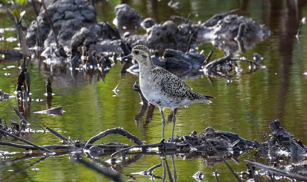 Pacific Golden Plover