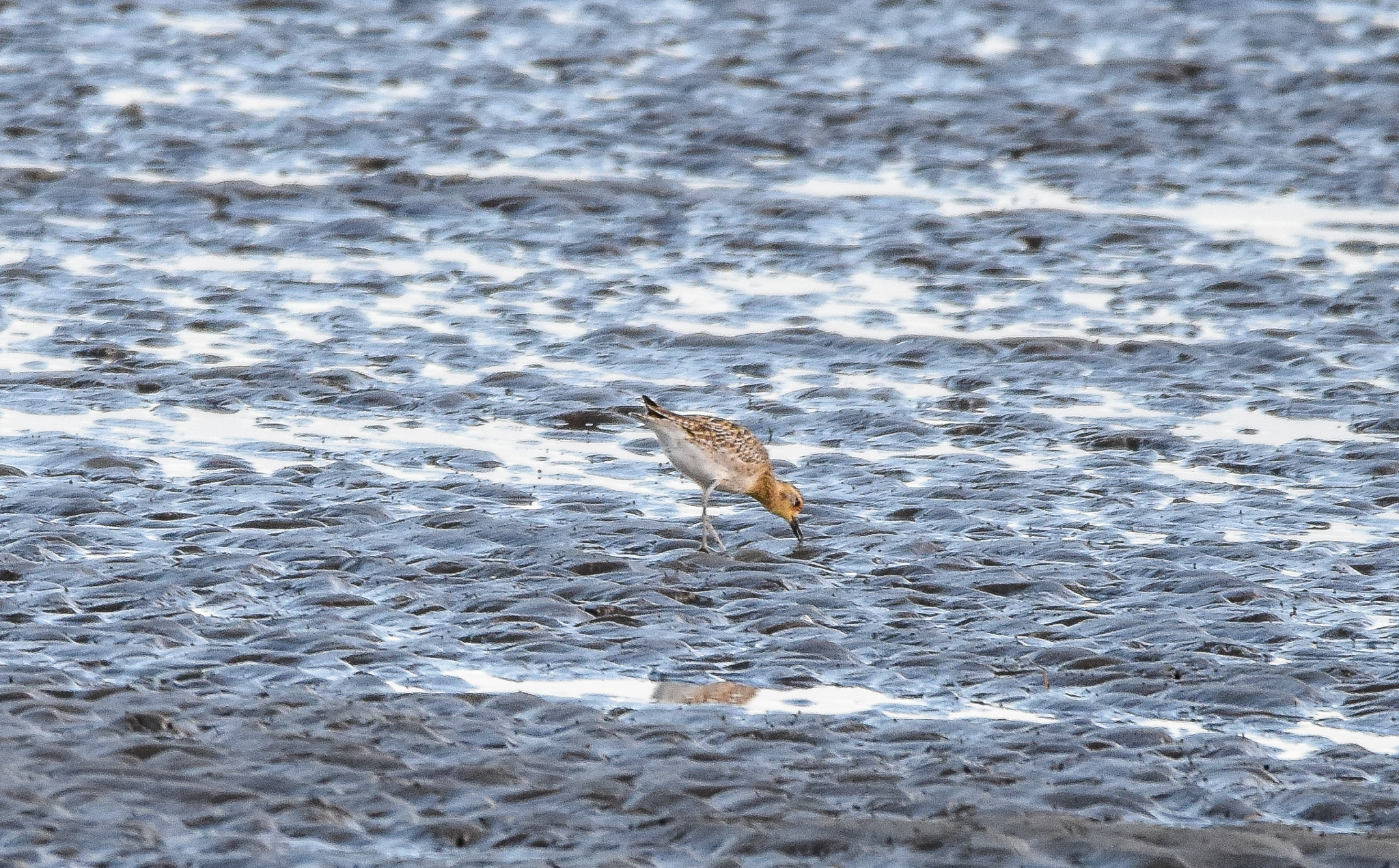 Pacific Golden-Plover