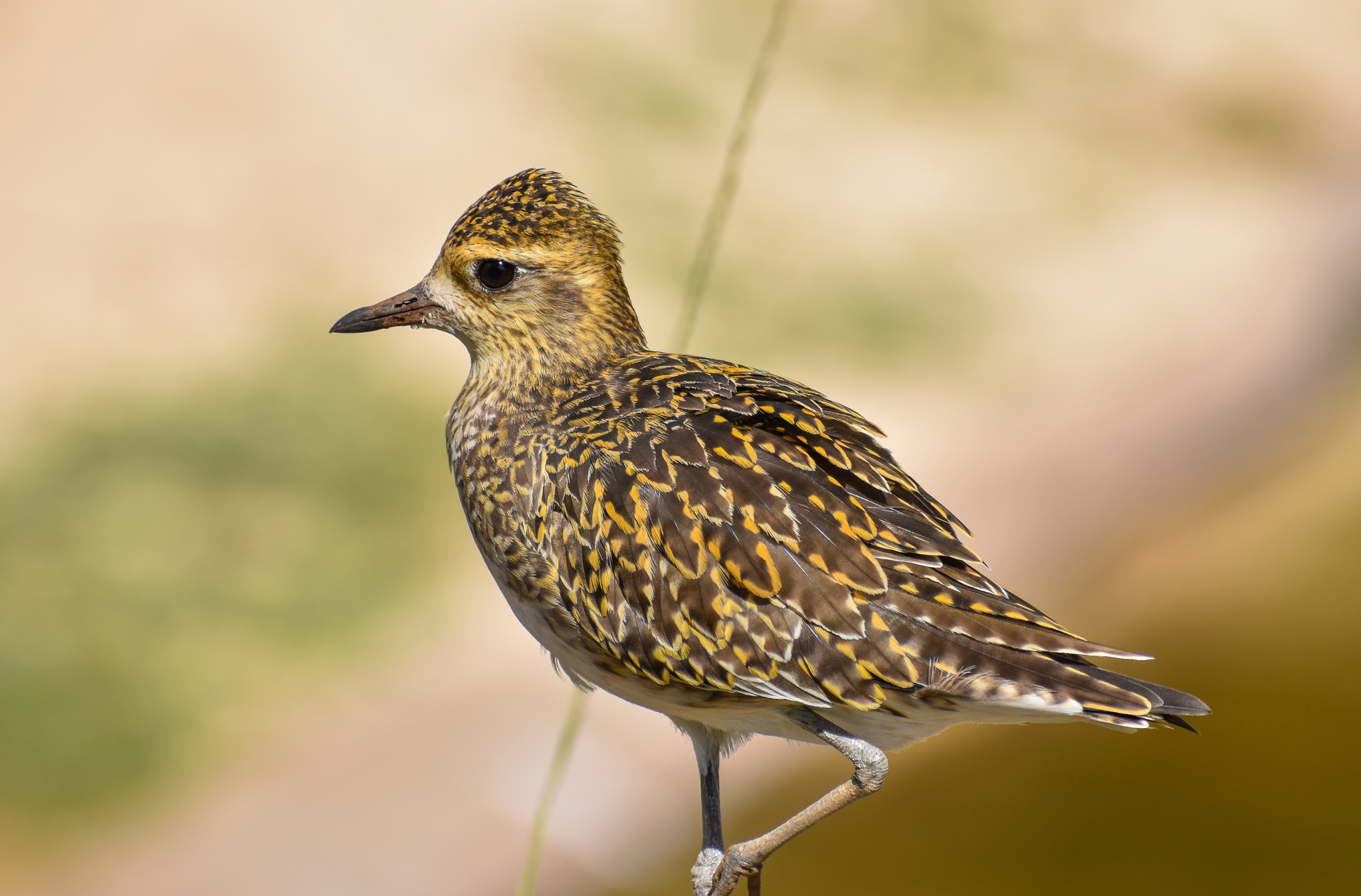 Pacific Golden Plover