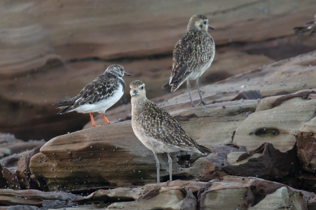 Pacific Golden Plovers (and a Ruddy Turnstone)